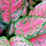 buy aglaonema lady valentine plant sapling online