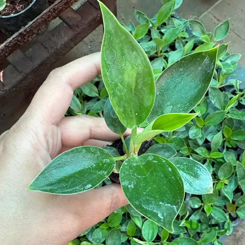 Buy Philodendron Birkin Plant ( Sapling) Online in India - Image 4