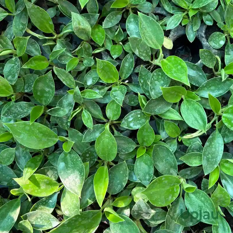 Buy Philodendron Birkin Plant ( Sapling) Online in India - Image 3