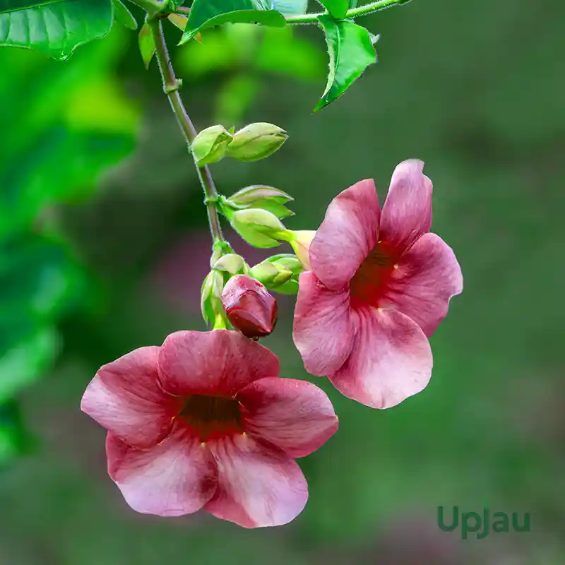 tiger alamanda