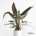 Alocasia Lauterbachiana Purple Sword Alocasia plant sapling online in India with purple-backed leaves