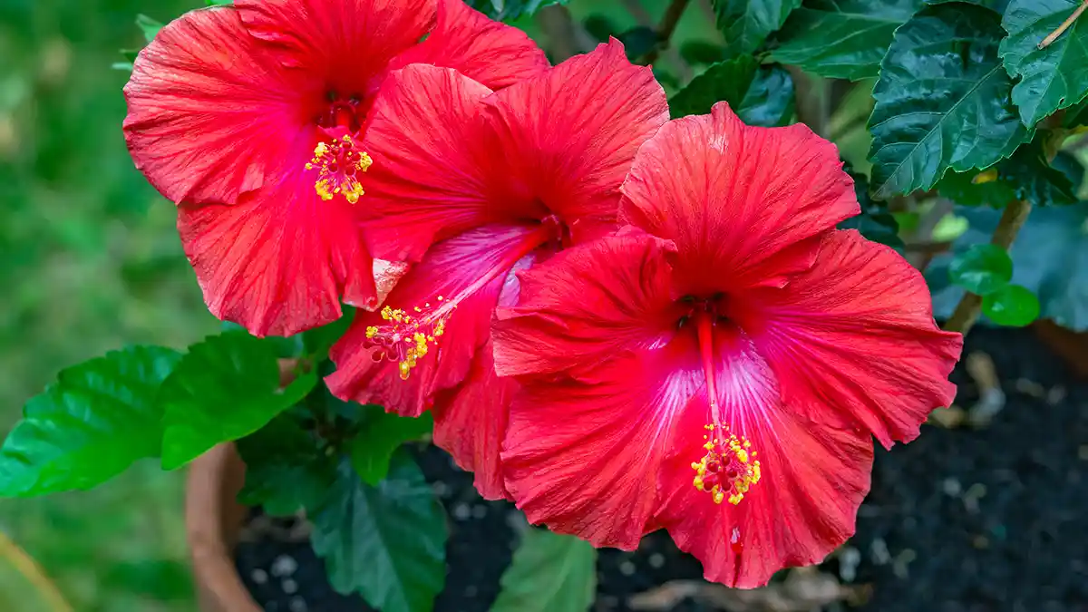 hibiscus-flowering-plant
