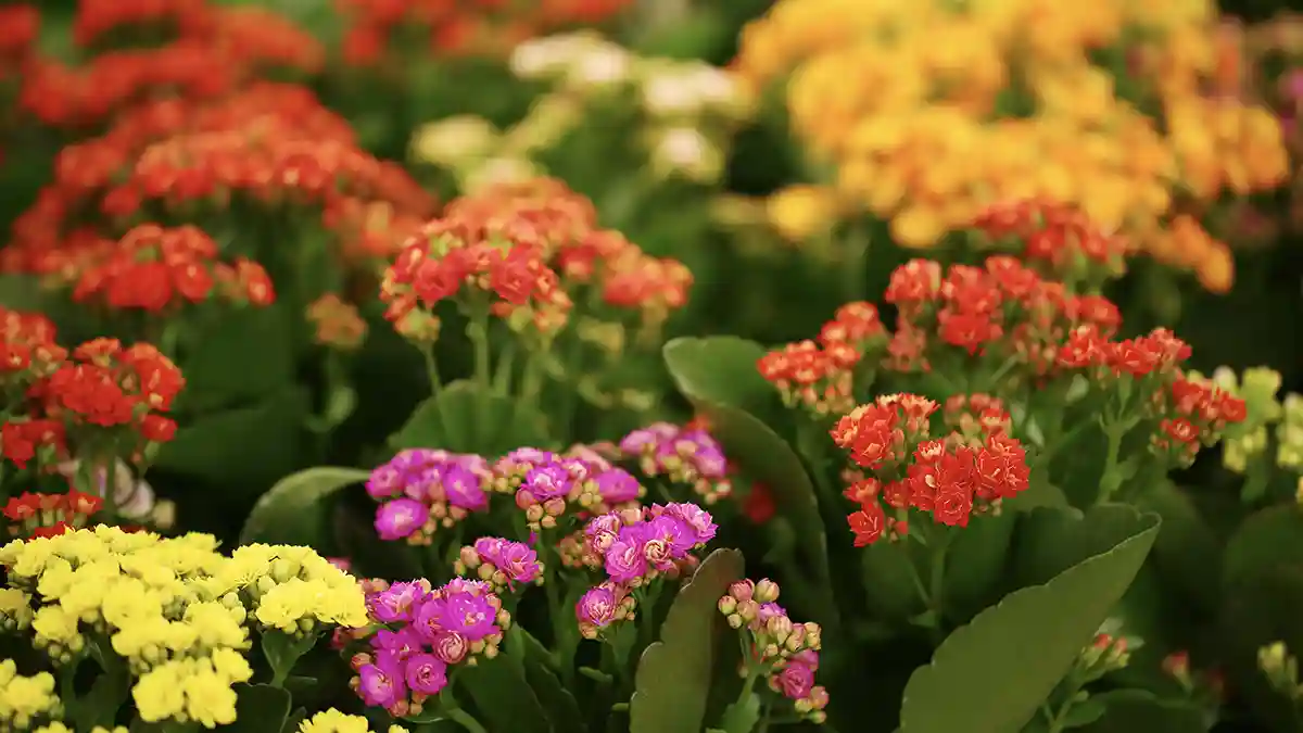 kalanchoe-plant-guide