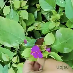 Purple Bougainvillea