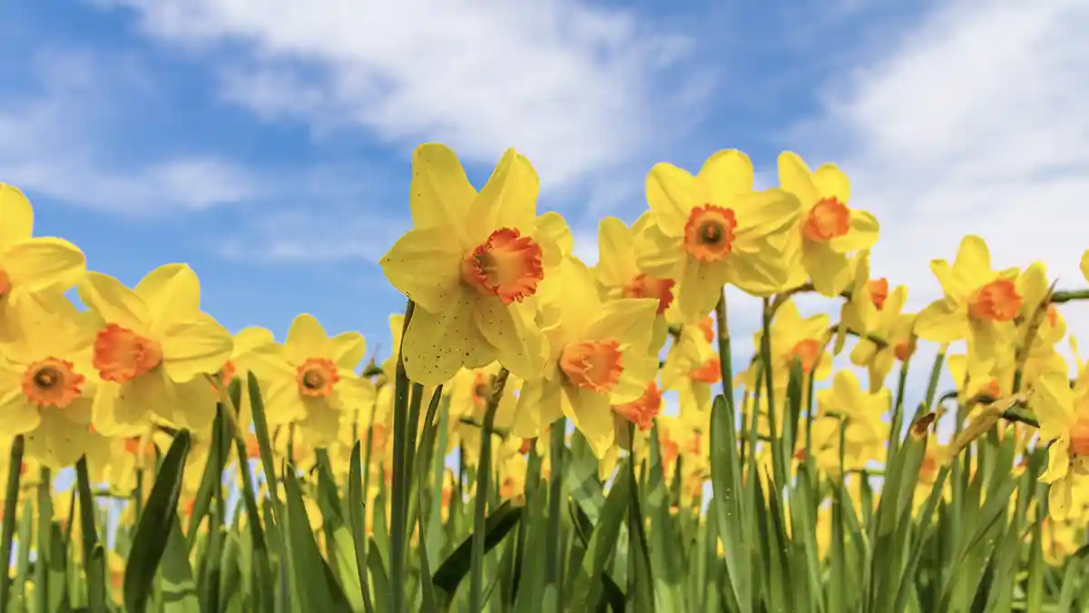 daffodil-bulb-planting-guide-india