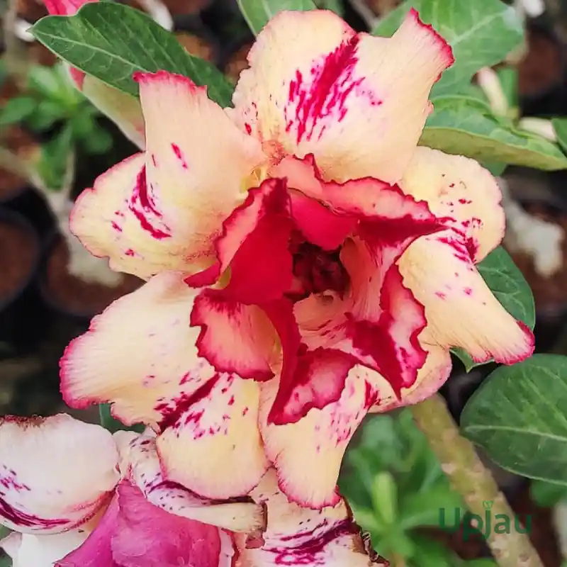 Adenium_R100