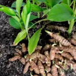 Buy black turmeric bulb online India for planting at home