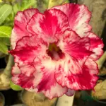Adenium Grafted Rosy (Double Petal Red & Cream)