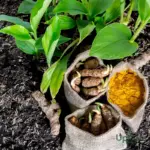 Buy Yellow Turmeric Bulbs Online in India
