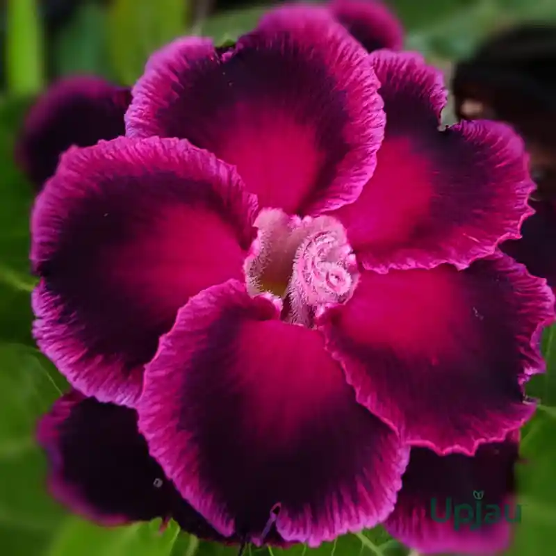 double-petal-purple-adenium-flower