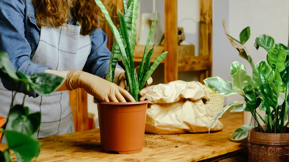 how-to-plant-snake-plant-at-home