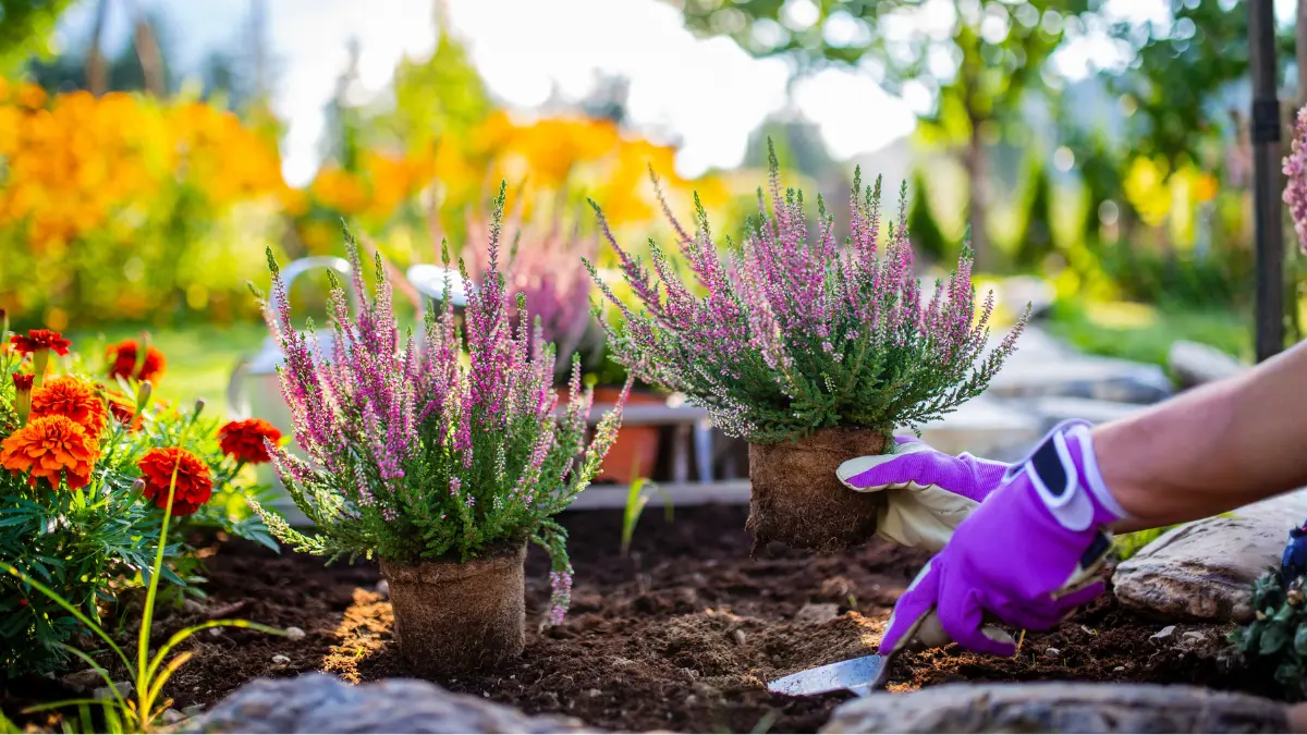 ornamental-plants-outdoor-india-garden