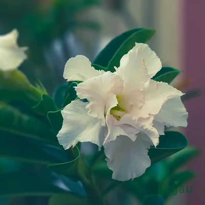 triple-petal-white-adenium-flower